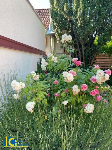 Es gibt auch Rosen und Lavendel zu entdecken