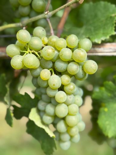 Weintraube GV