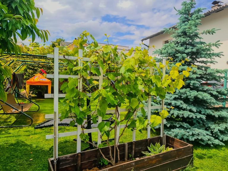 Gartenfoto 8