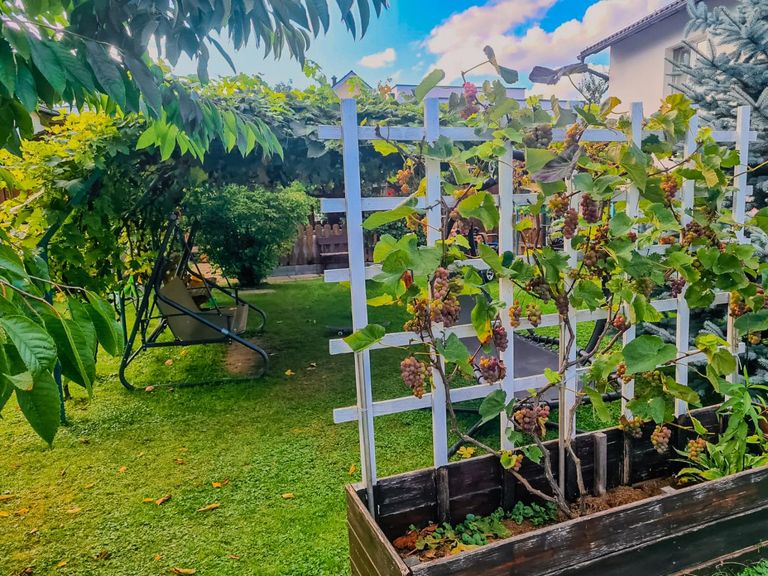 Gartenfoto 6
