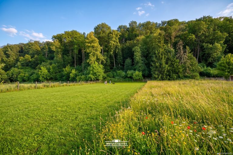 Das Kinder- und Hundeparadies KI