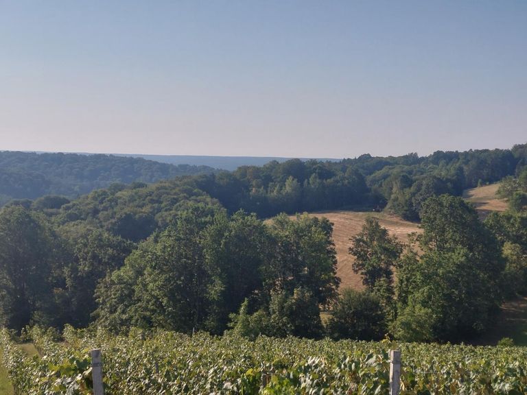 fantastischer Weitblick auf den eigene Weingarten,
