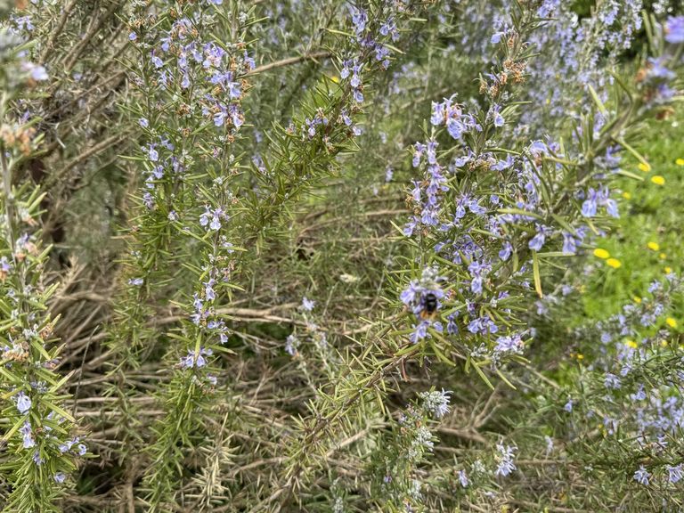 09. Kleingartengrundstück 2100 Korneuburg