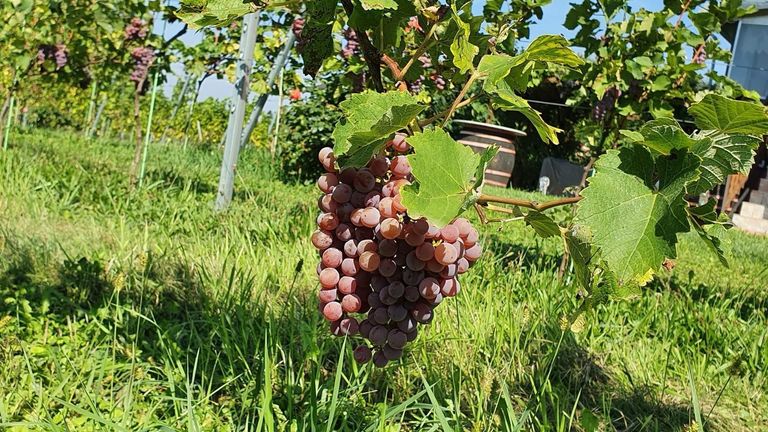 bald wird geerntet :)