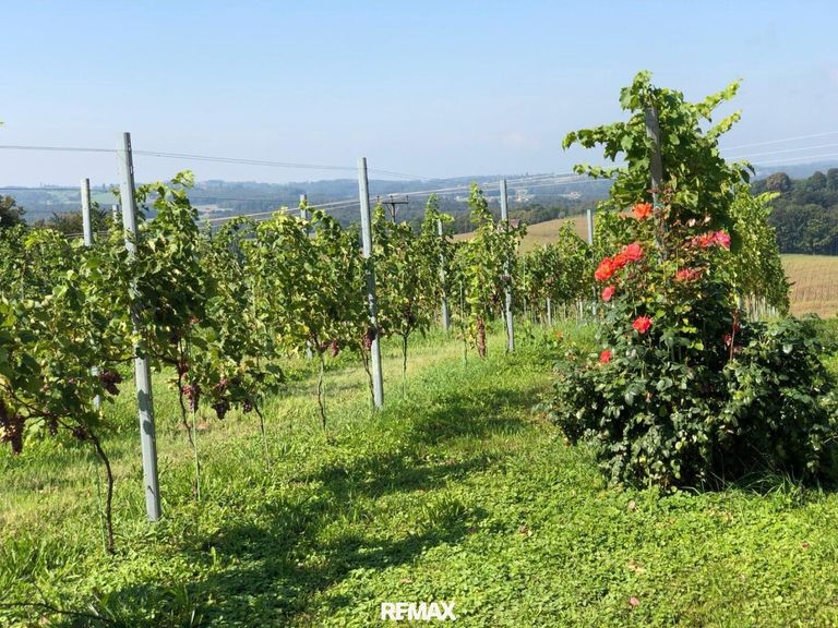 Der Weinberg