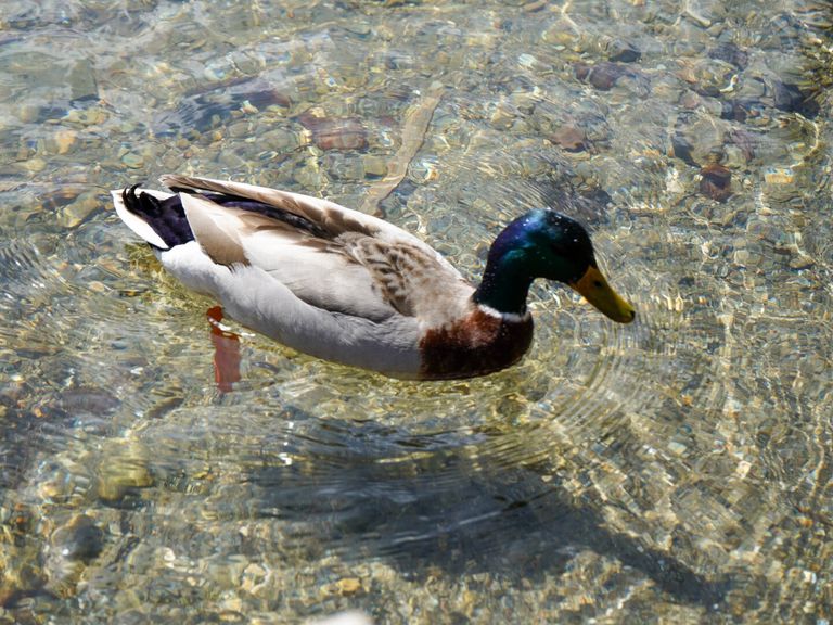 Der Zeller See