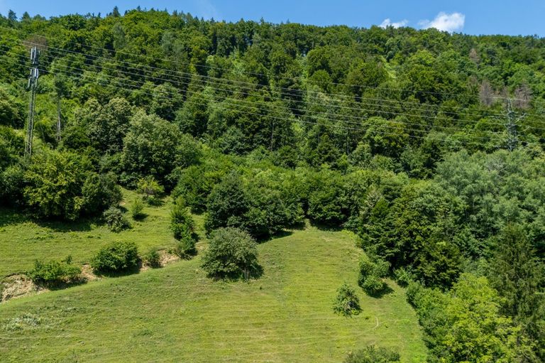 Waldfläche