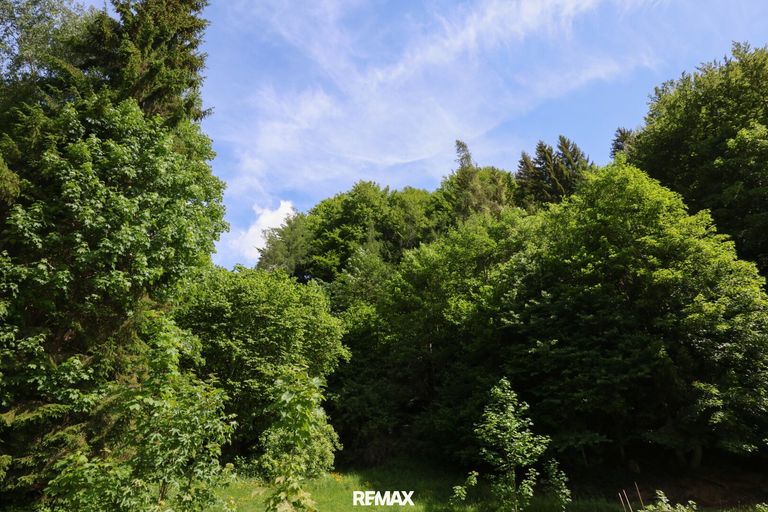 Wald hinter dem Haus
