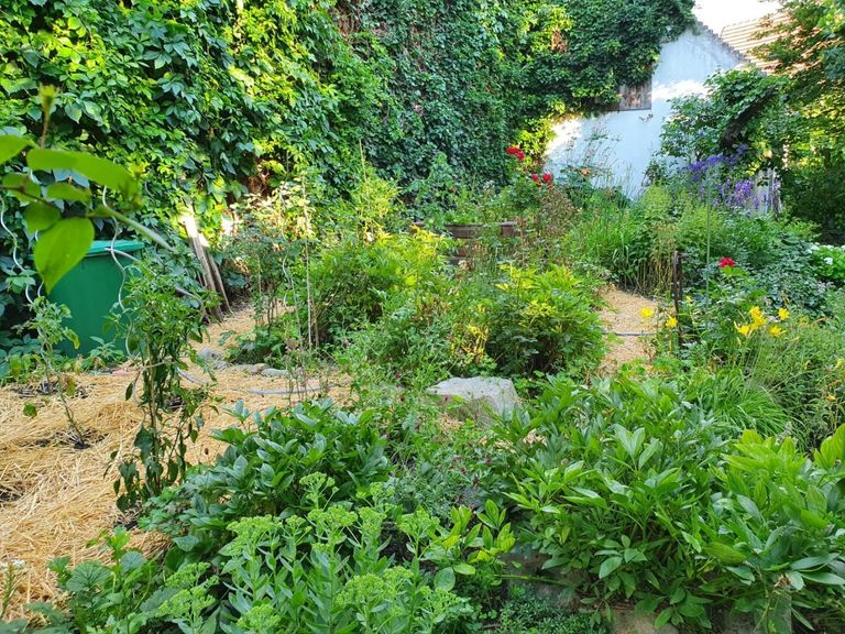 Kräutergarten_Sommer