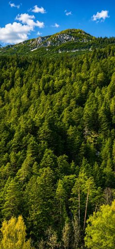 Wald
