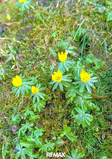Frühling