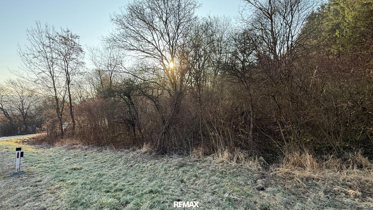 Wald an der Straßenseite