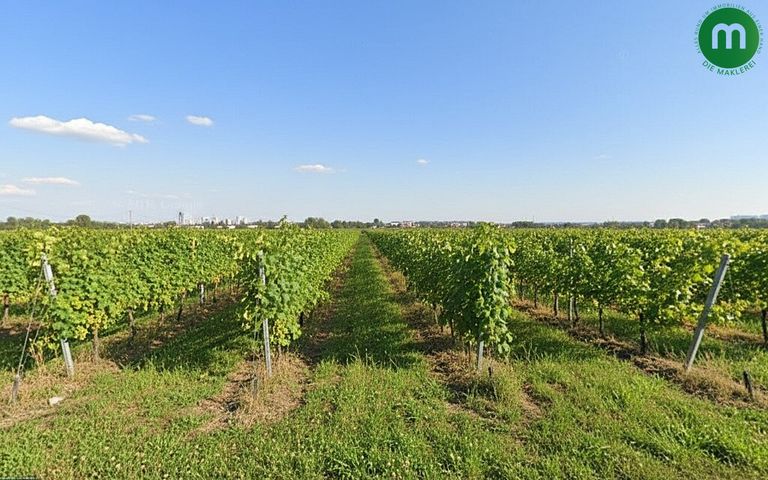 Ihr Blick nach Süden auf Weinreben