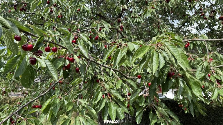 Kirschbaum
