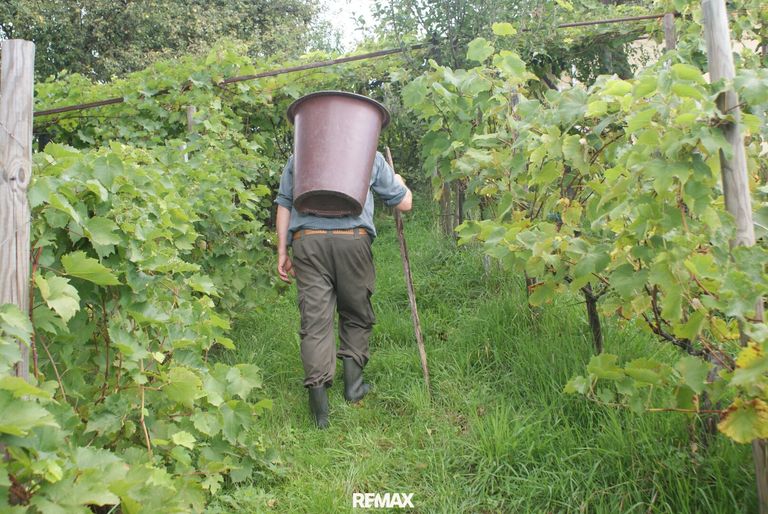 Weinlese