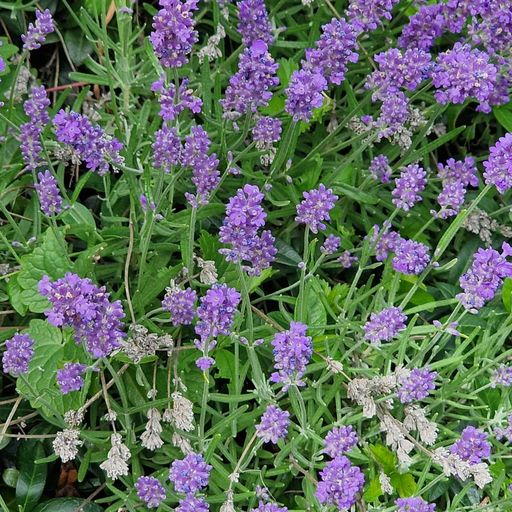 Lavendel