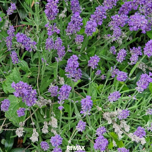 Lavendel