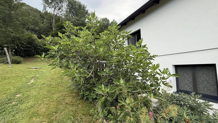 Feigenbaum