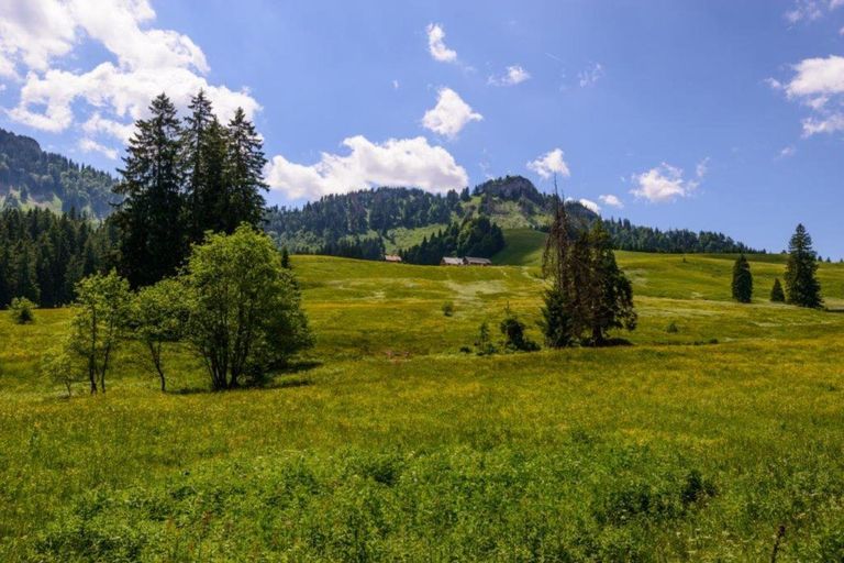 ebenforstalm_0368