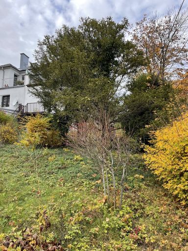 Garten mit Blick zum Haus