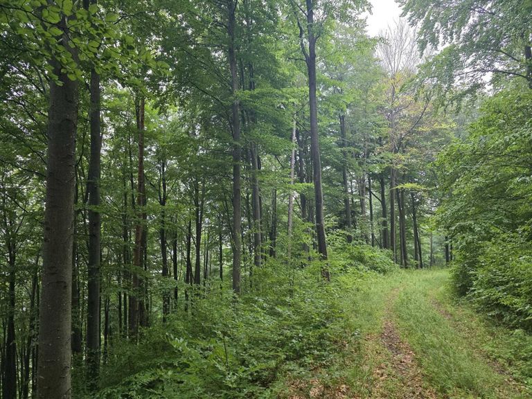 Wald Umbach