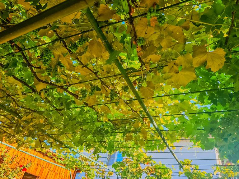 Gartenfoto 7