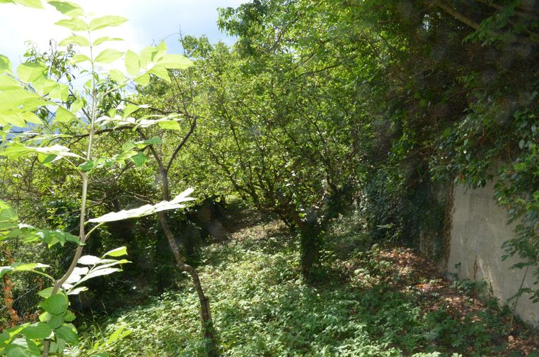 Garten Rückseite 1