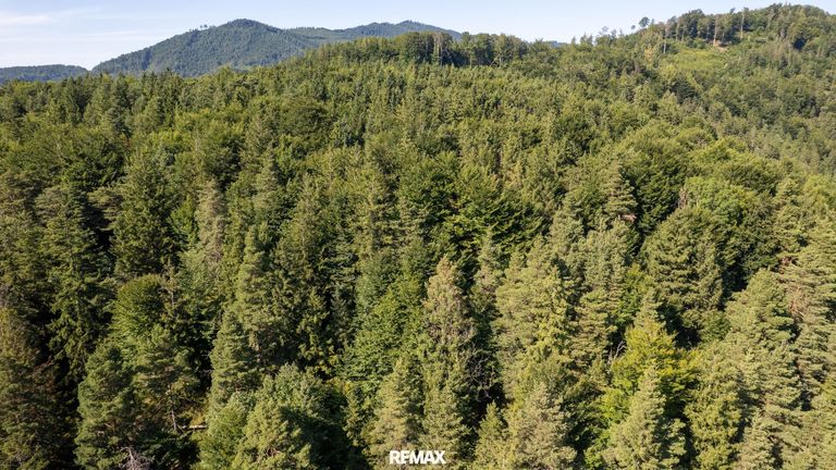 Waldbestand am Kienberg