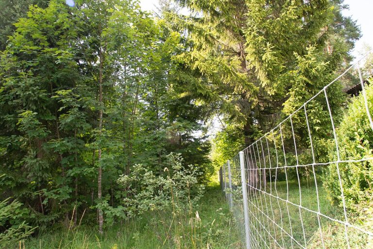 Baugrundstück mit Altbaumbestand