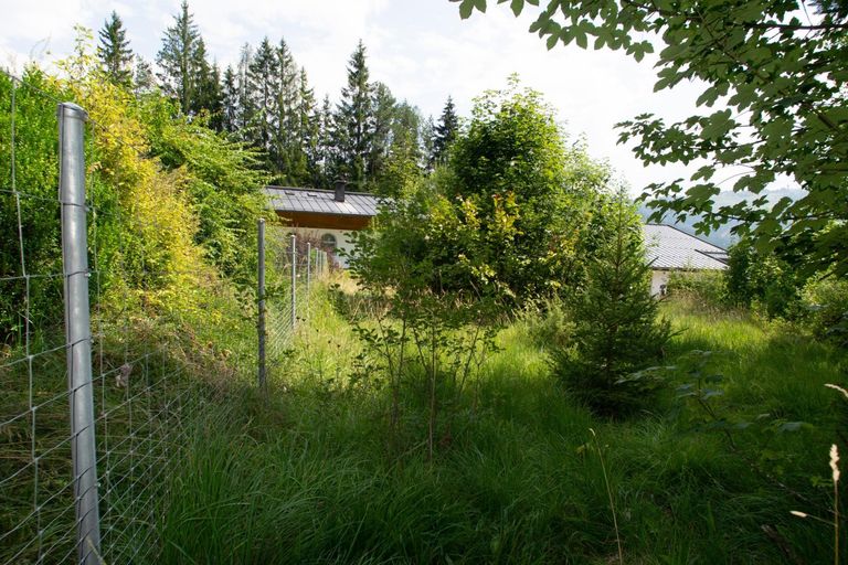 Baugrundstück mit Altbaumbestand