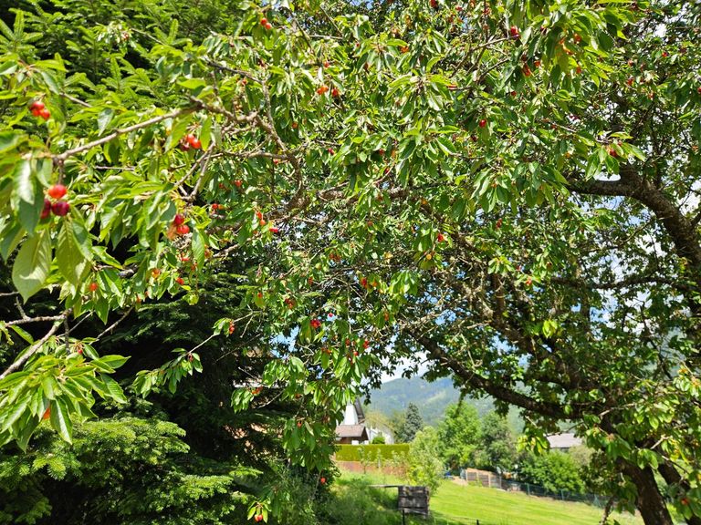 Kirschbaum