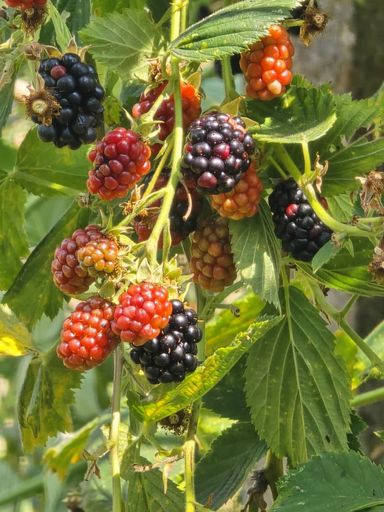 Obst