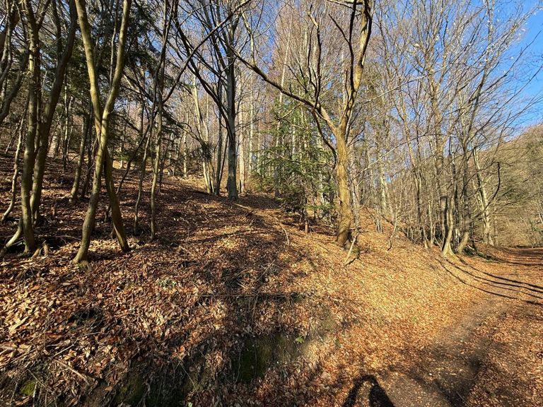 Wald
