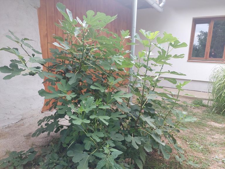 ein Feigenbaum