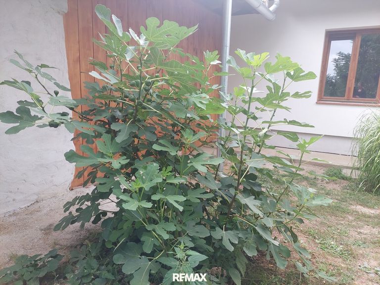 ein Feigenbaum