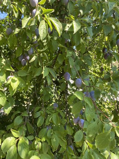 Obstbaum