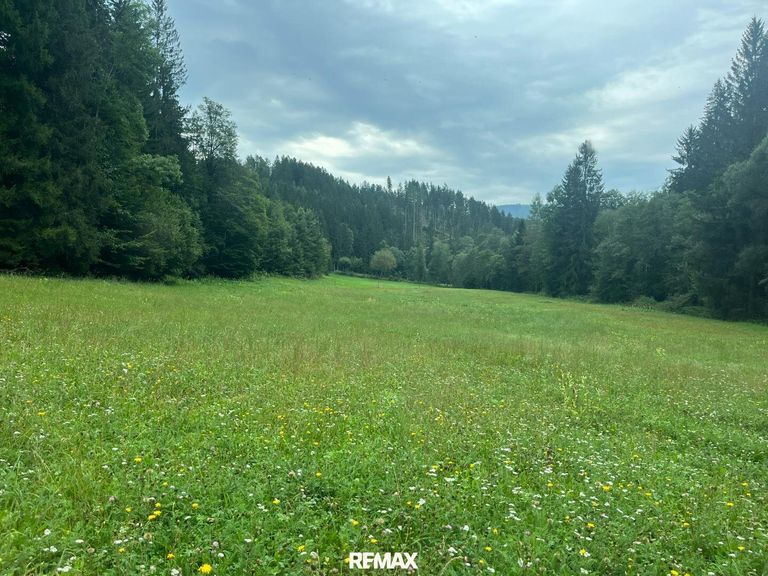 Wiesenfläche