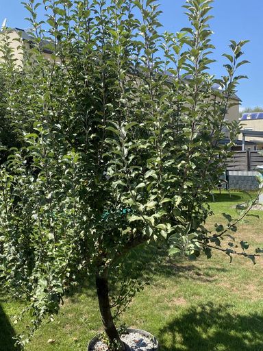 Garten_1