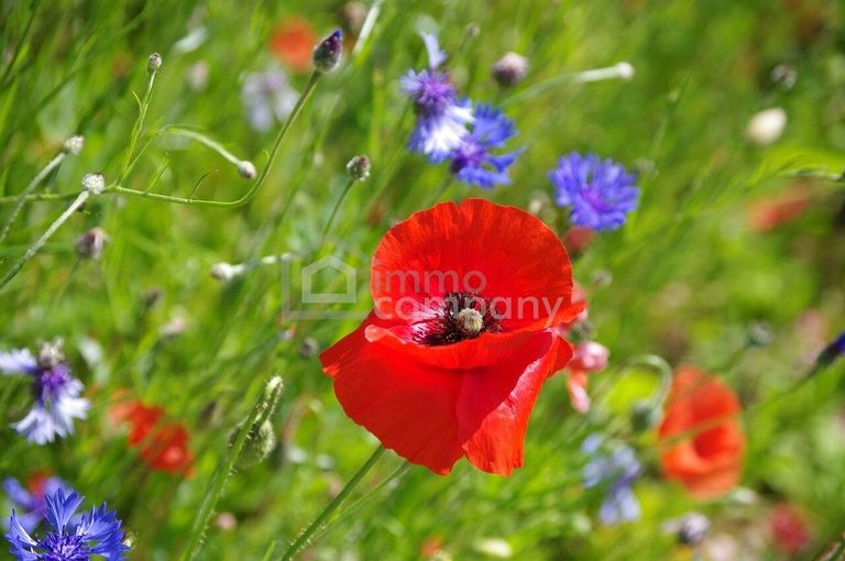 Symbolbild Grundstück (4)