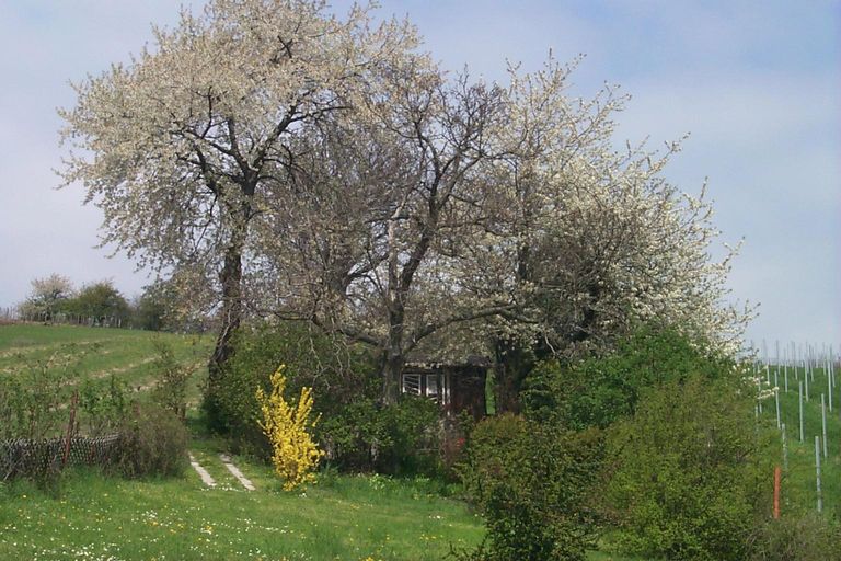 die "Almhütte" hinter den Sträuchern