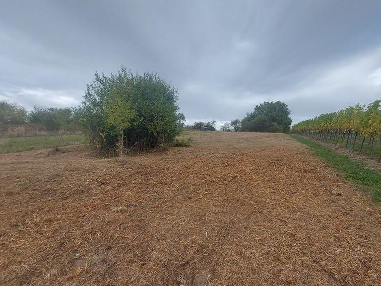 Das Grundstück Richtung Norden