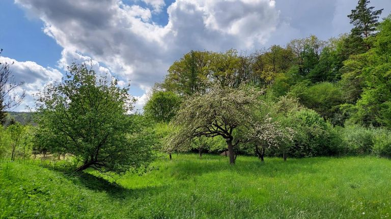 WhatsApp Bild 2024-10-03 um 06.16.38_6a5656eb