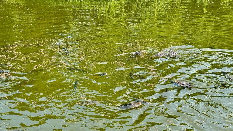 Grundstück mit 2 Fischteichen