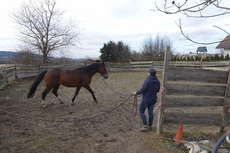 Training im Roundpen - Pferde + Person mit KI hinz