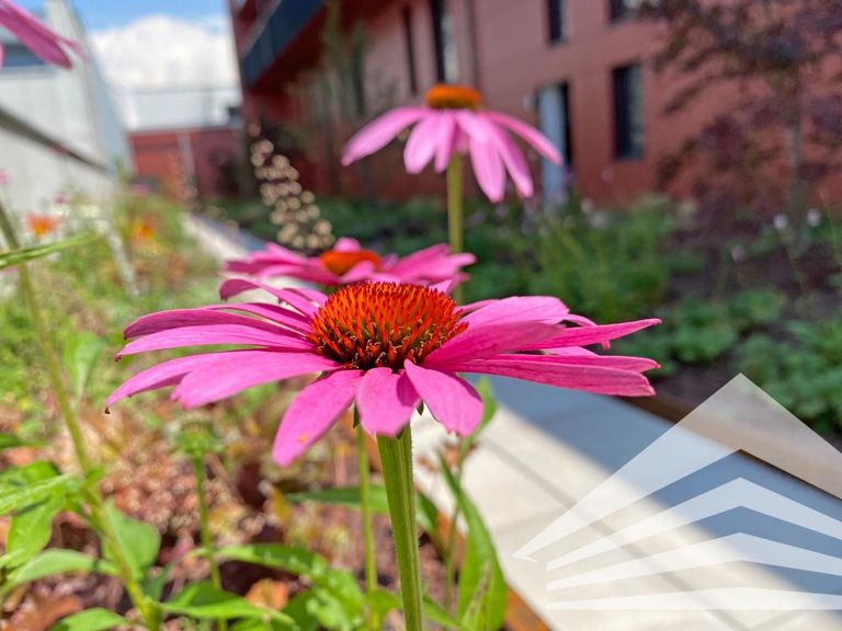 Dachgarten 1. OG (8)