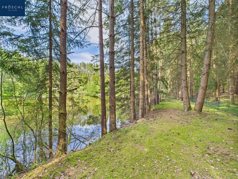 Waldweg beim Teich 1