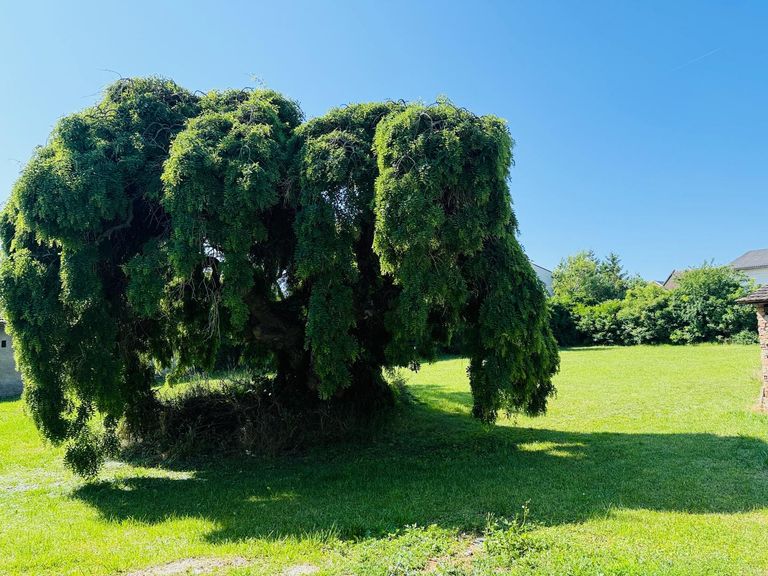 Grundstück mit Altbaumbestand