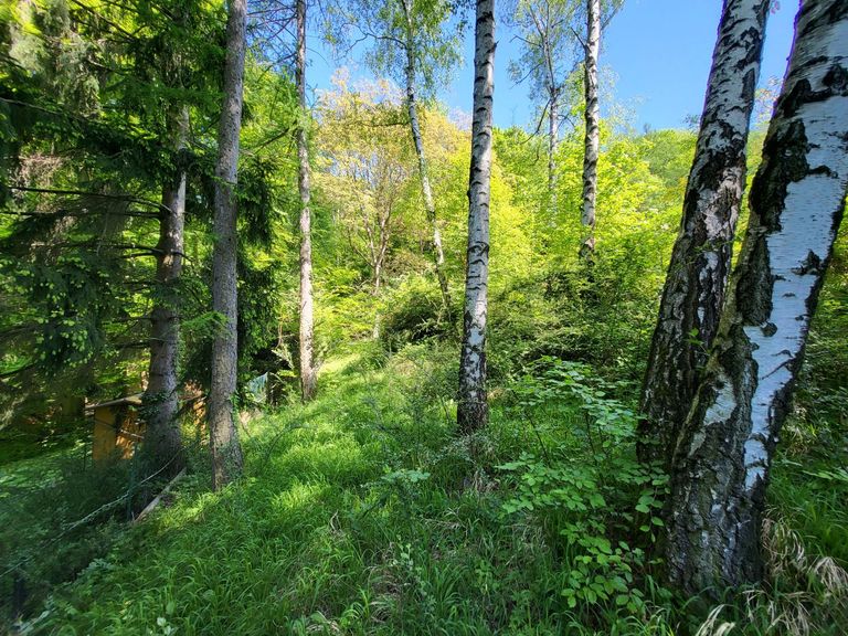 Wald