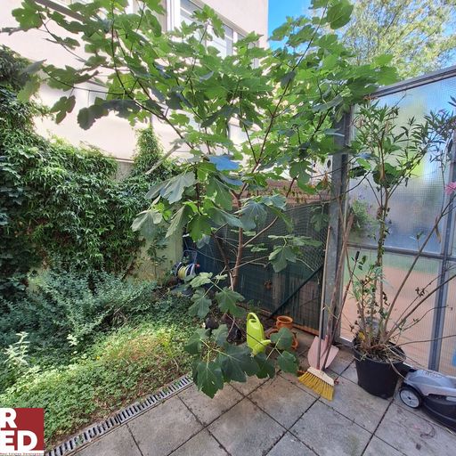 Blick zum Feigenbaum