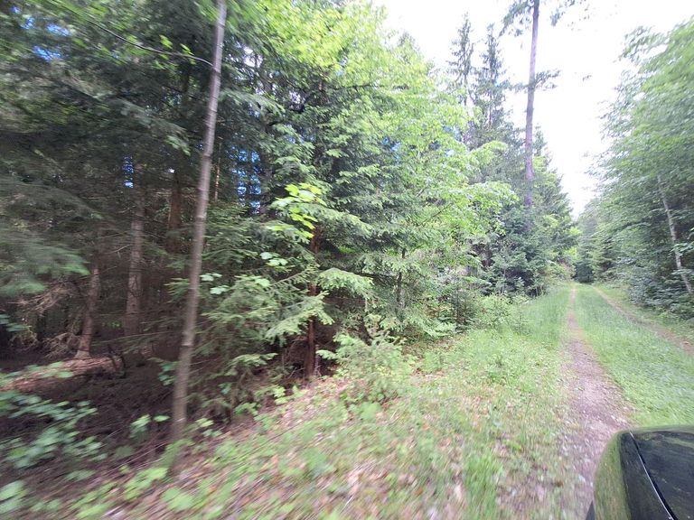 Wald (23)